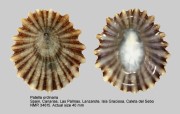 Patella ordinaria